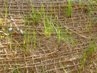 Embankment Mat Pre-Seeded