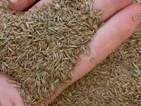 Grass Seed