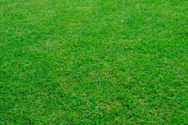 grass-seed-18D94A3DC-A99F-1196-D323-F92078CF206C.jpg