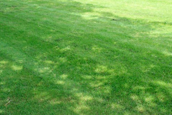 grass-seed-2FDD66B4A-E93C-6921-5605-8E45772DED37.jpg