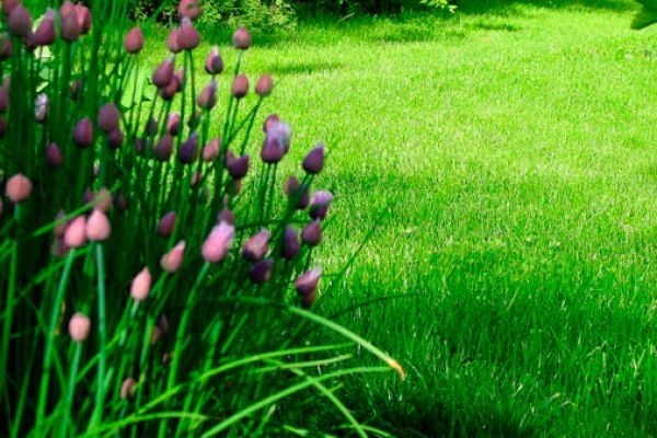 grass-seed-3577890DF-D6BD-AA71-AF75-EA8EAB79330B.jpg